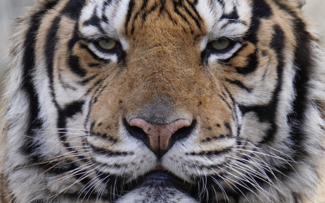 The Paw Print Winter 2024 – 50th Anniversary Edition